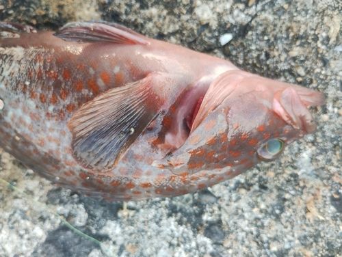 キジハタの釣果