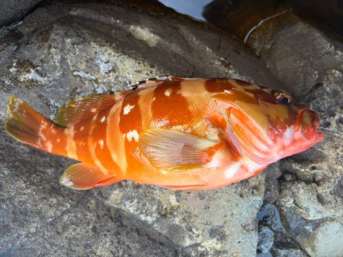 アカハタの釣果