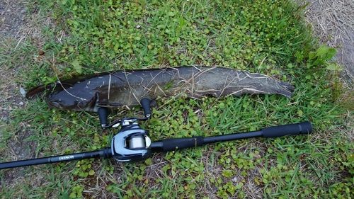 ナマズの釣果