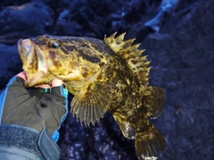 タケノコメバルの釣果