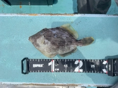 カワハギの釣果