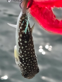 フグの釣果
