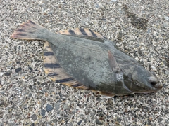 トウガレイの釣果
