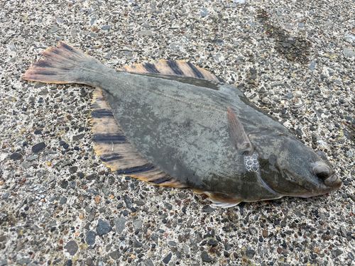 トウガレイの釣果