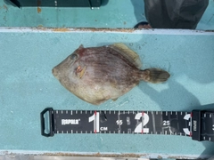 カワハギの釣果