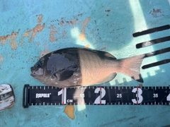 メジナの釣果