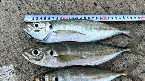 アジの釣果