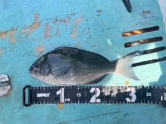 メジナの釣果