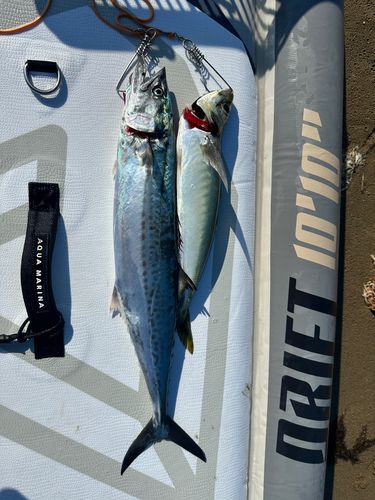 サゴシの釣果