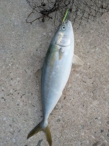 ヤズの釣果