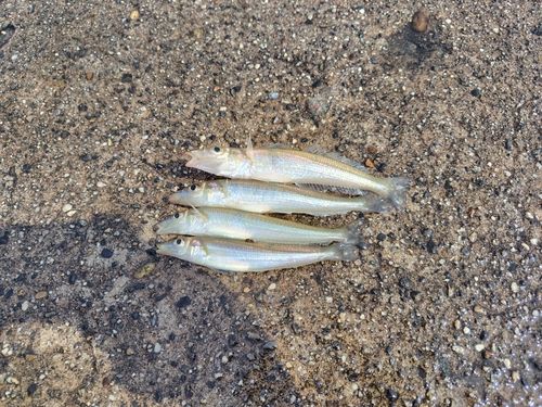 シロギスの釣果