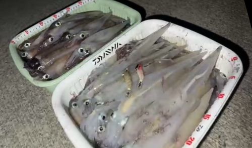 ヤリイカの釣果
