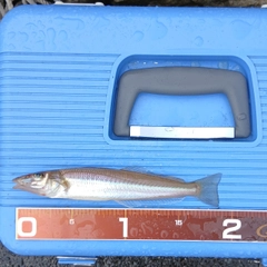 シロギスの釣果