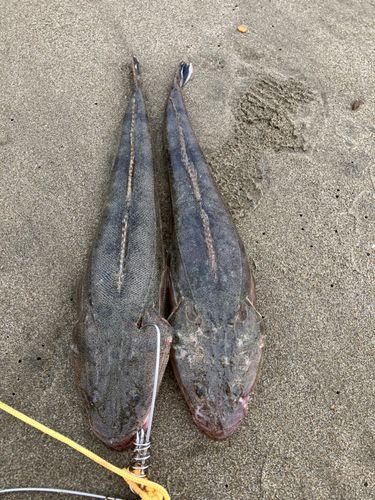 釣果