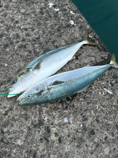 ワラサの釣果