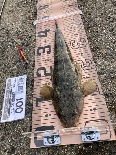 マゴチの釣果