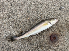 コマイの釣果