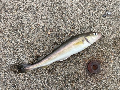 コマイの釣果