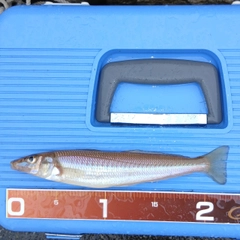 シロギスの釣果