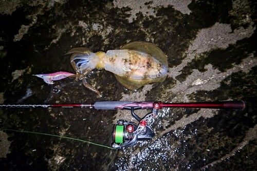 アオリイカの釣果