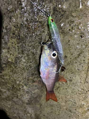 ネンブツダイの釣果