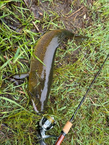 ブラウントラウトの釣果