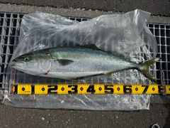 ブリの釣果