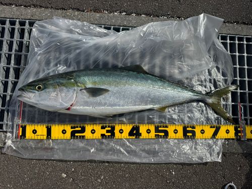 ブリの釣果