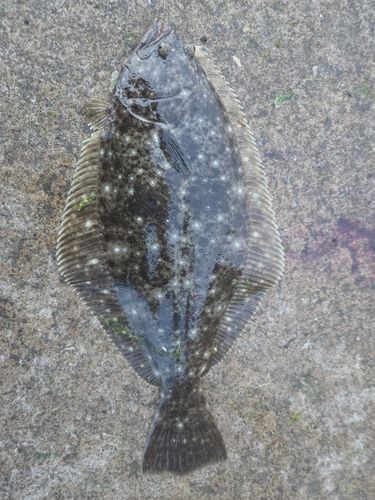 ヒラメの釣果