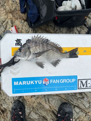 クロダイの釣果