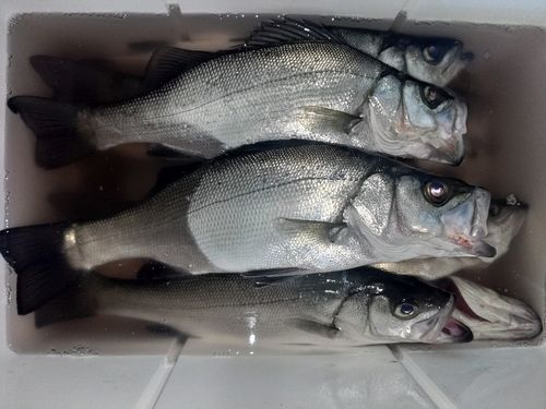 セイゴ（ヒラスズキ）の釣果
