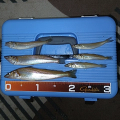 シロギスの釣果
