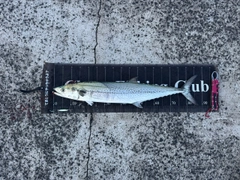 サワラの釣果