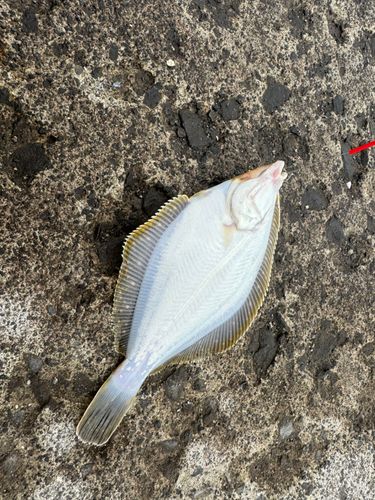 カレイの釣果