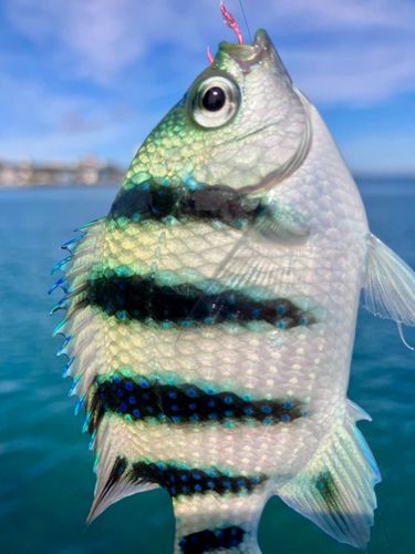 ロクセンスズメダイの釣果