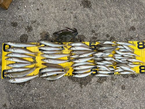 シロギスの釣果