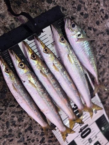 アジの釣果