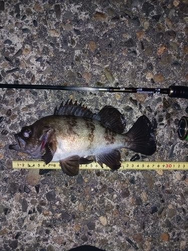 メバルの釣果