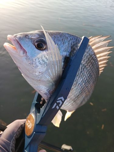 キビレの釣果
