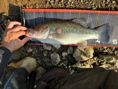 ラージマウスバスの釣果