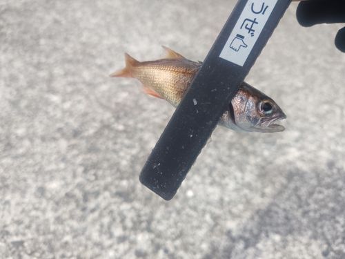 ムツの釣果