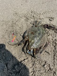 ワタリガニの釣果