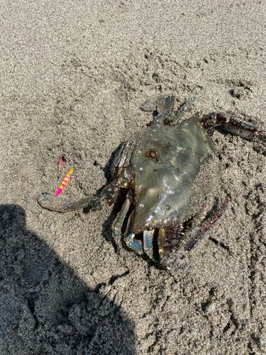 ワタリガニの釣果