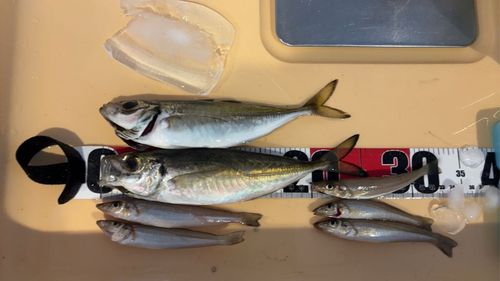 アジの釣果