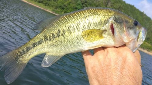 ラージマウスバスの釣果