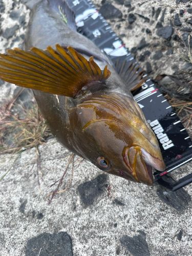 アイナメの釣果