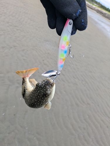 クサフグの釣果
