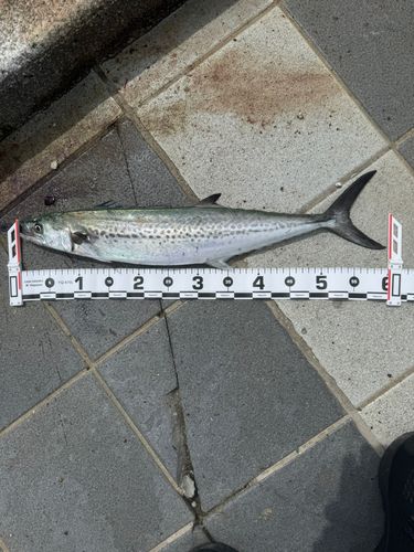 サゴシの釣果