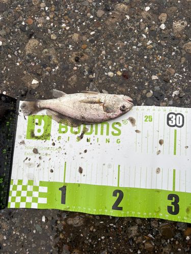 シログチの釣果