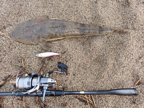 マゴチの釣果